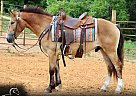 Draft - Horse for Sale in Tompkinsville, KY 42167