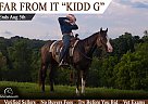 Quarter Horse - Horse for Sale in Clarkson, KY 42726