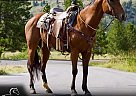 Quarter Horse - Horse for Sale in Fort Collins, CO 80524