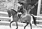 Beautiful Bay Arabian Mare Arabian Mare