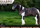 Haflinger - Horse for Sale in Kentwood, LA 70444