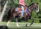 Tennessee Walking - Horse for Sale in Brodhead, KY 42634