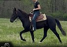 Tennessee Walking - Horse for Sale in Park Hills, MO 63601