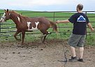 Paint - Horse for Sale in Whitewood, SD 