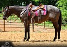 Quarter Horse - Horse for Sale in Tompkinsville, KY 42167