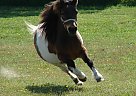 Miniature - Horse for Sale in Dundee, NY 14837