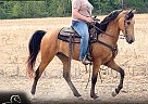 Kentucky Mountain - Horse for Sale in Mount Vernon, KY 40456