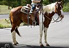 Paint - Horse for Sale in Fort Collins, CO 80524