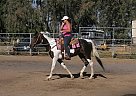 Tennessee Walking - Horse for Sale in Lincoln, CA Tennessee Walking - Horse for Sale in Lincoln, CA