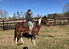 Paint Pony - Horse for Sale in Moody, AL 35120