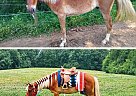 Other - Gelding in Advance, NC Other - Gelding in Advance, NC