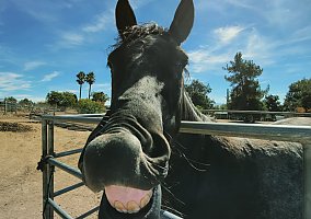 Morgan (Morgan, Gelding) in East Hemet, CA