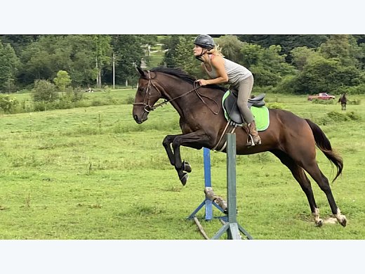 OTTB Gelding