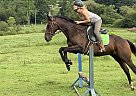 Boomer - Gelding in Hendersonville, NC Boomer - Gelding in Hendersonville, NC