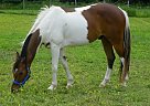 - Gelding in Church Hill, MD - Gelding in Church Hill, MD