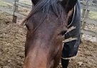Prospect Event Horse for Sale Thoroughbred Gelding
