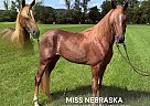 Tennessee Walking - Horse for Sale in HUSTONVILLE, KY 40437