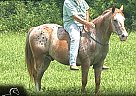 Appaloosa - Horse for Sale in Mount Vernon, KY 40403