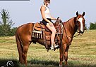 Kentucky Mountain - Horse for Sale in Mount Vernon, KY 40456