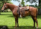 Missouri Fox Trotter - Horse for Sale in Houston, MO 65483