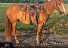 Mustang - Horse for Sale in Hackett, AR 72937