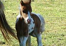 Miniature - Horse for Sale in Dundee, NY 14837 Miniature - Horse for Sale in Dundee, NY 14837