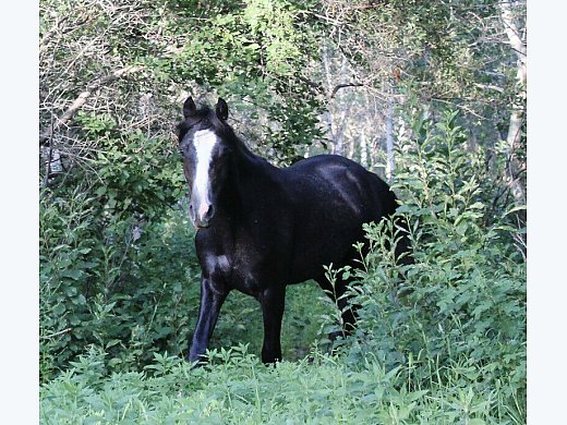2018 Reg'd Roan Welsh Gelding
