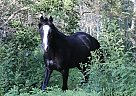 Welsh Cob - Horse for Sale in Saskatoon, SK S0L 3J0