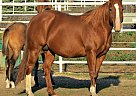 Excellent Cow Bred Broodmare In ... Quarter Horse Mare