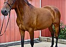 Standardbred Mare for Sale in Cream Ridge, New Jersey Cam Tue Succeed