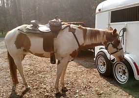 Paint (Paint, Mare) in Sylva, NC