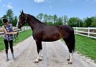 Beauty - Mare in barrie, ON Beauty - Mare in barrie, ON