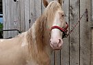 Tennessee Walking - Horse for Sale in Woodbury, TN 37190 Tennessee Walking - Horse for Sale in Woodbury, TN 37190