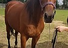 Magic Lady - Mare in Cream Ridge, NJ Magic Lady - Mare in Cream Ridge, NJ