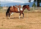Pinto - Horse for Sale in Lynden, WA 98264