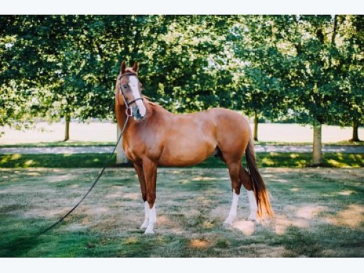 Hunter Jumper - Flashy, Knows His Job, Great With Kids