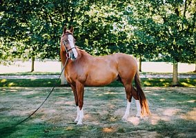 Warmblood (Warmblood, Gelding) in Lynden, WA