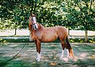 Oldenburg - Horse for Sale in Lynden, WA 98264