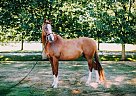 Oldenburg - Horse for Sale in Lynden, WA 98264 Oldenburg - Horse for Sale in Lynden, WA 98264