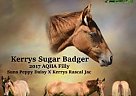 Kerrys Sugar Badger Quarter Horse Mare