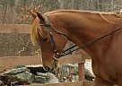 - Stallion in Voluntown, CT - Stallion in Voluntown, CT