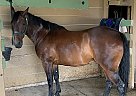 Booger boonsmal - Gelding in Helena, MT Booger boonsmal - Gelding in Helena, MT