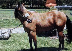 Quarter Horse (Quarter Horse, Gelding) in Huntington, IN