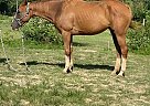 Thoroughbred - Horse for Sale in Central, LA 70791 Thoroughbred - Horse for Sale in Central, LA 70791