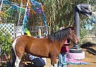 Kentucky Mountain - Horse for Sale in Llano, CA 93544