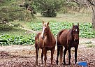 Saddlebred - Horse for Sale in Charlotte, NC 28215