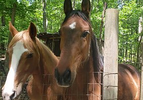 Saddlebred (Saddlebred, Mare) in Charlotte, NC
