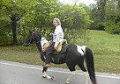 Diamond - Mare in Jamestown, TN Diamond - Mare in Jamestown, TN