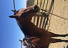 Quarter Horse - Horse for Sale in Manhattan, KS 66502