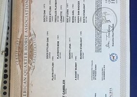 Quarter Horse (Quarter Horse, Gelding) in Manhattan, KS